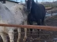 Cavalo, Lipizzaner — foto 2