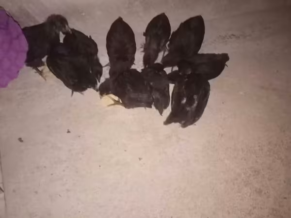 Australorp