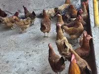 Chickens — الصورة 3