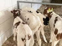 ثور, Simmental cattle — الصورة 4