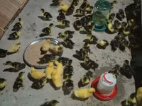 Ducks — foto 5
