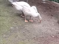 Geese — photo 2