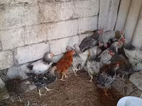 Chickens — Foto 1