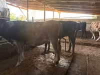 Cow, Swiss cattle — photo 8