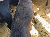 Qoç, Kyrgyz Mountain merino sheep — foto 5