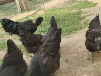 Chickens — photo 8