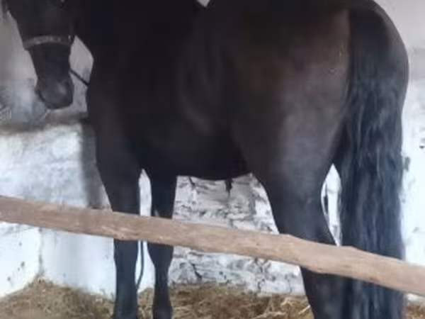 Kůň, Friesian