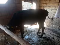 Cow, Cattle — photo 2