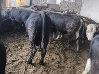 Buğa, Karakul — foto 8