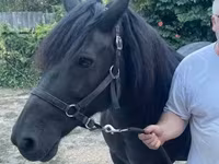 Égua, Hucul pony — foto 2