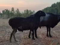 Qoʻchqor, Blackheaded Persian sheep — 6-rasm