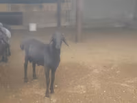 公羊, Sheep — 照片 4