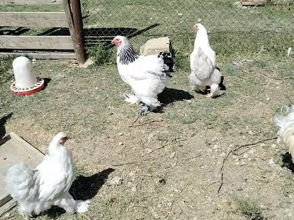 Brahma — Azerbaijan