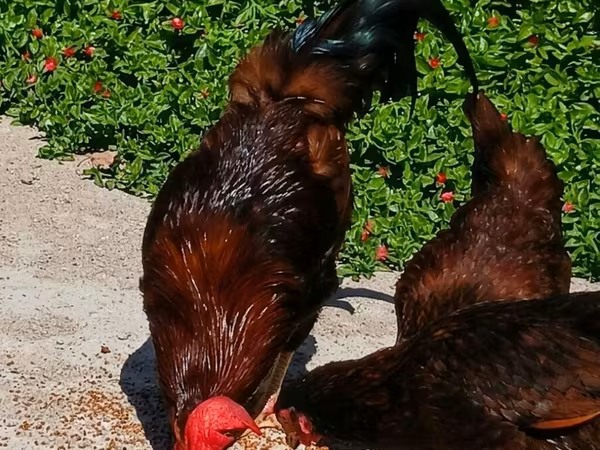 Chickens — Azərbaycan