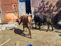Toro, Ganado vacuno — foto 3