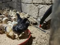 Chickens — photo 1