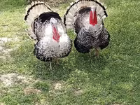 Geniş Sinəli Ağ — foto 4