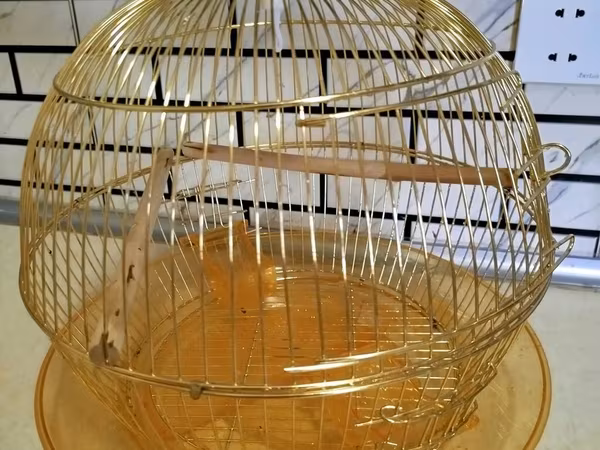 Qızılı rəngdə dairəvi quş qəfəsi - Material: metal tel konstruksiya