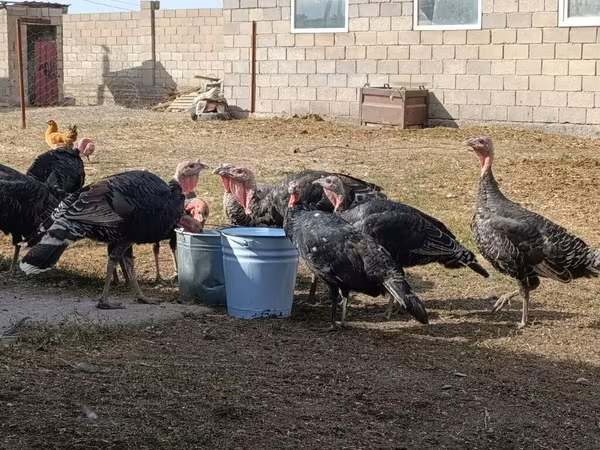 Turkeys