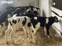 Byk, Russian Black pied cattle — zdjęcie 2