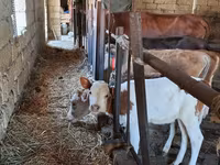 Buğa, Simmental cattle — foto 1