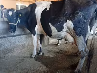 Vaca, Raça Alatau — foto 5