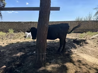 Cow, Cattle — photo 1