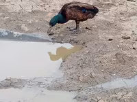 Ducks — photo 6