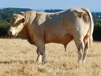 Buğa, Charolais cattle — foto 2