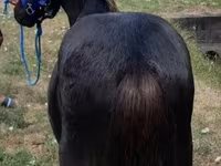 Aygʻir, Dutch warmblood horse — 3-rasm