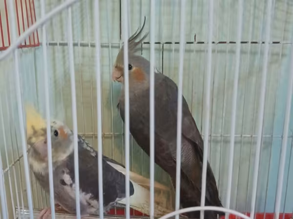 Nimfa (Cockatiel) cütü və qəfəs dəsti - Növ: Nimfa tutuquşusu