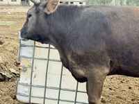 Vaca, Ganado vacuno — foto 6