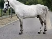Aygʻir, Falabella — 4-rasm