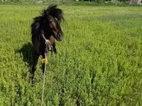 Hengst, American shetland pony — Foto 6