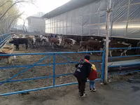 Bydło (partia, płeć nieokreślona), Simmental cattle — zdjęcie 2