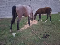 Madyan, Atlar — foto 3