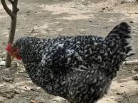 Chickens — फ़ोटो 4