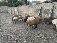 Ram, Sheep — photo 1