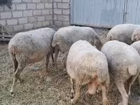 Sheep, Sheep — photo 7