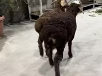 Ram, Sheep — photo 4