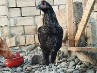 Chickens — photo 3