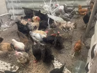 Chickens — photo 7