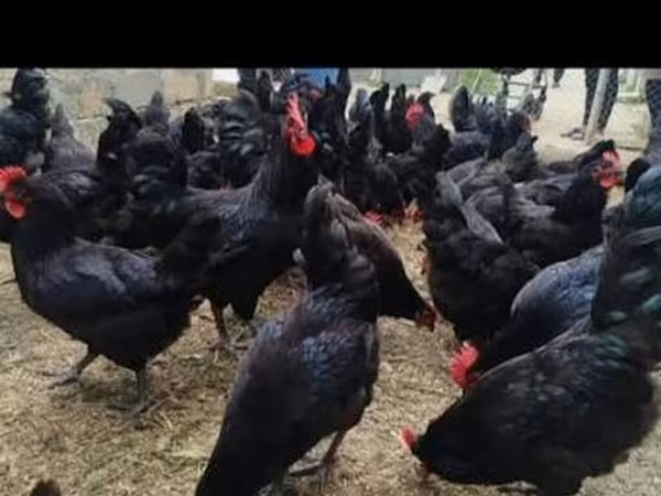 Australorp — Azərbaycan