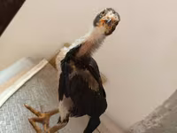 Chickens — الصورة 4