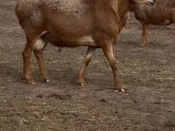 نعجة, Arashan sheep