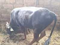 Buğa, Aberdin – Angus — foto 4