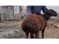 Baran, Hissar sheep — zdjęcie 1