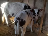 Buğa, Russian Black pied cattle — foto 7