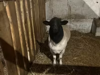 Ovce, Dorper sheep — foto 2