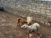 Sheep, Sheep — photo 6
